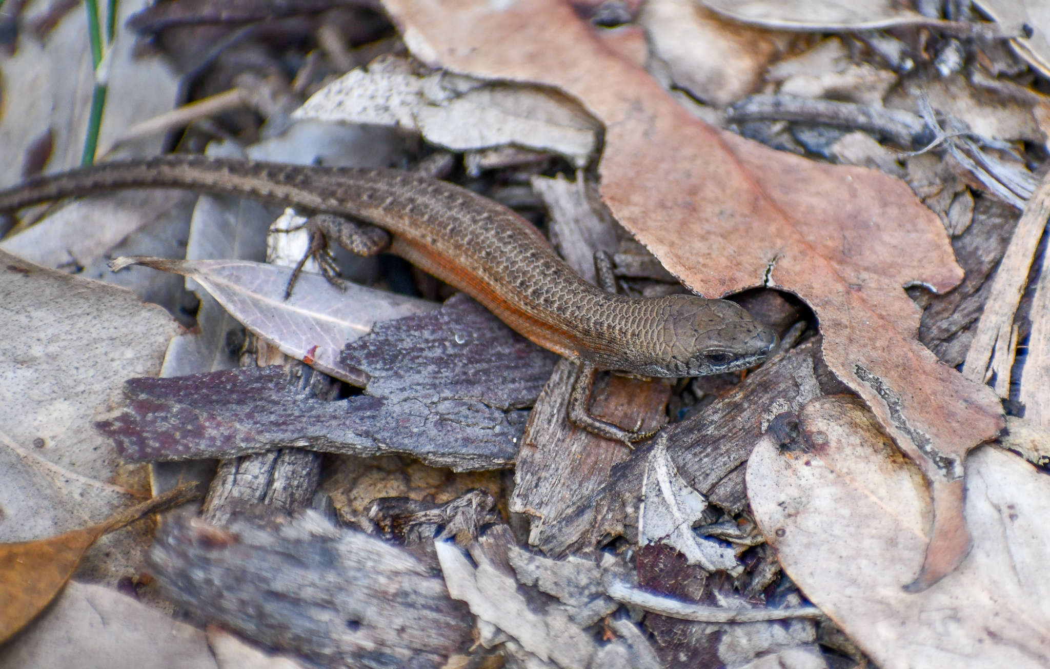 Lively Rainbow Skink