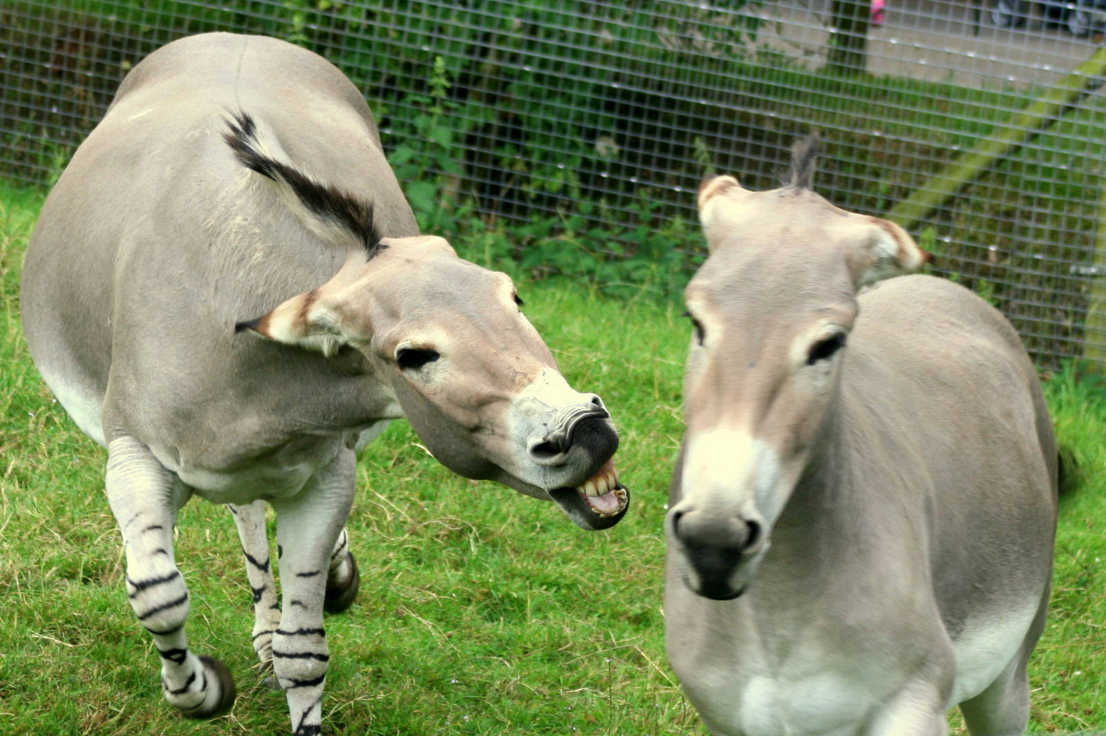 Lively Somali  wild asses; Marwell; 6th August 2011