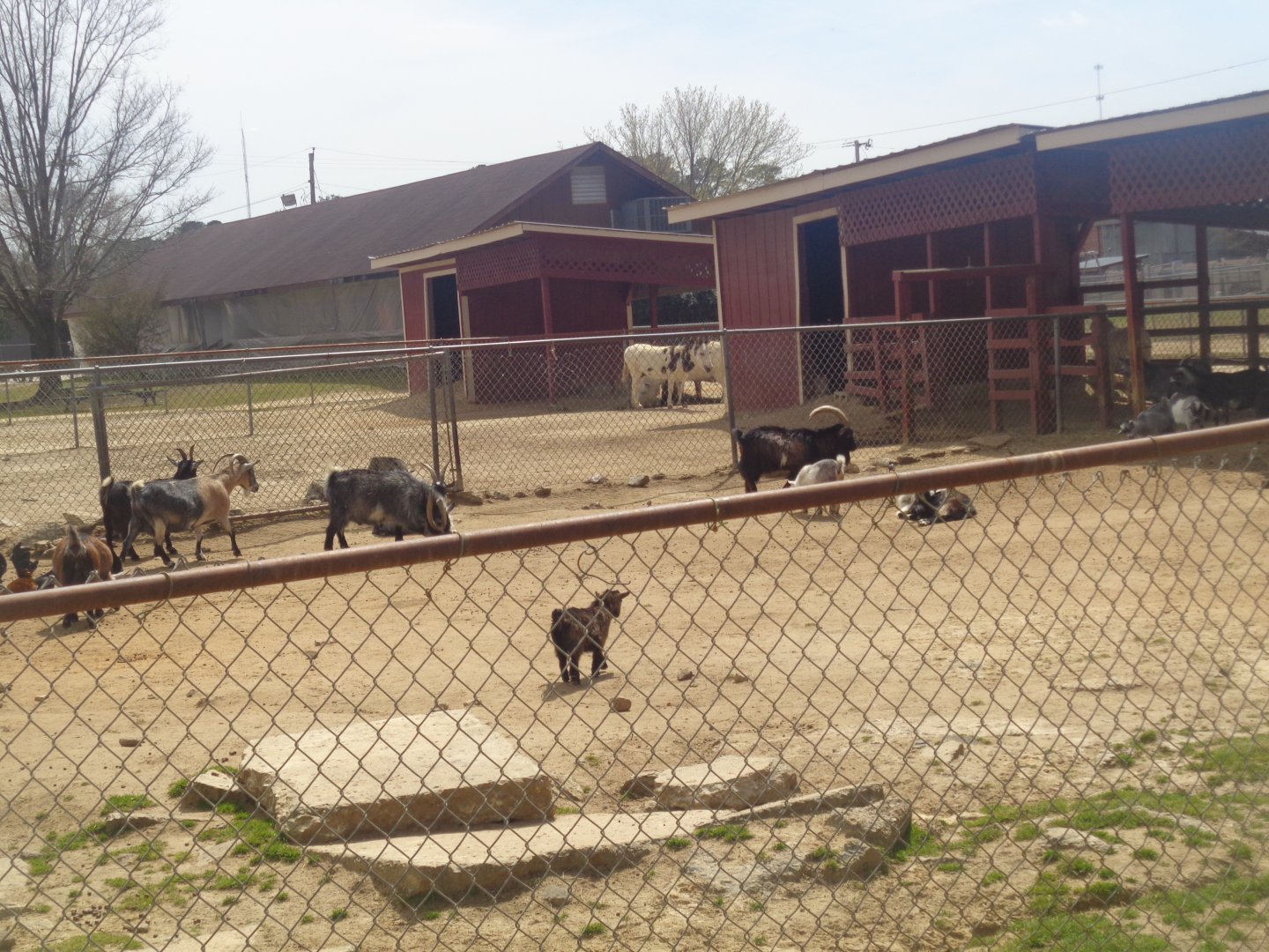 Livermon Park and Mini-Zoo Domestic goats and donkey