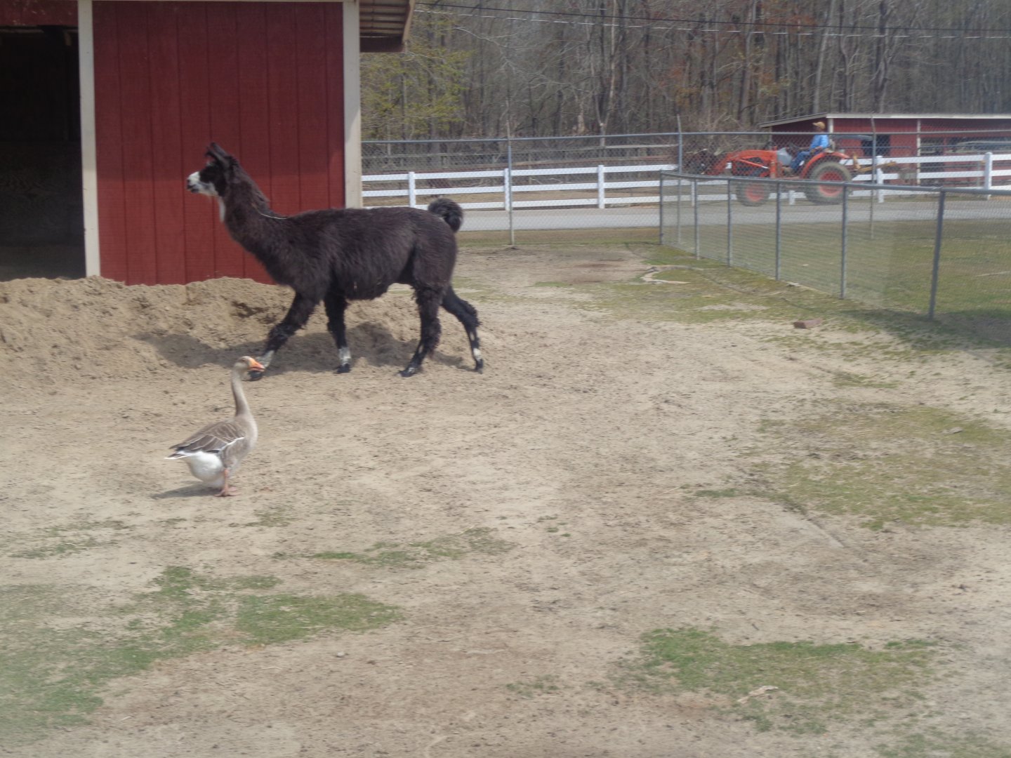 Livermon Park and Mini-Zoo Llama and Greylag goose