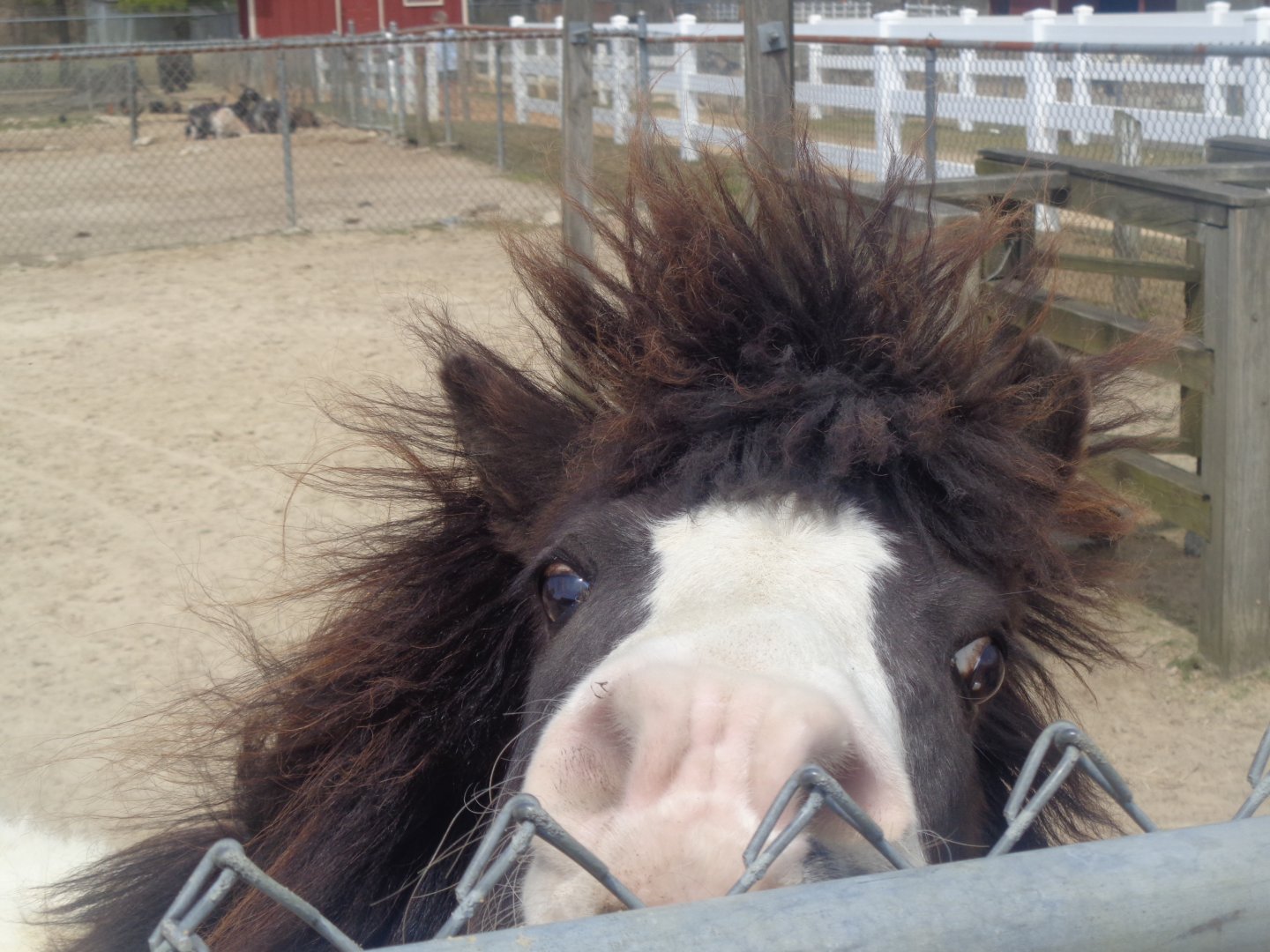 Livermon Park and Mini-Zoo Miniature pony