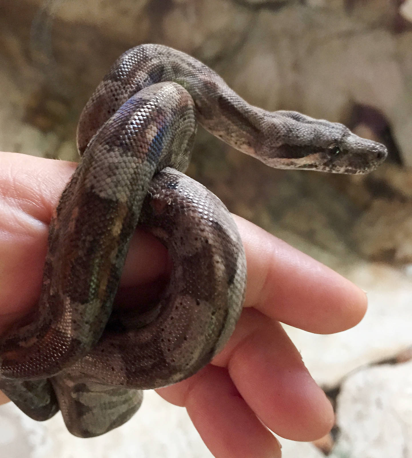 Livia-Drusila the baby boa