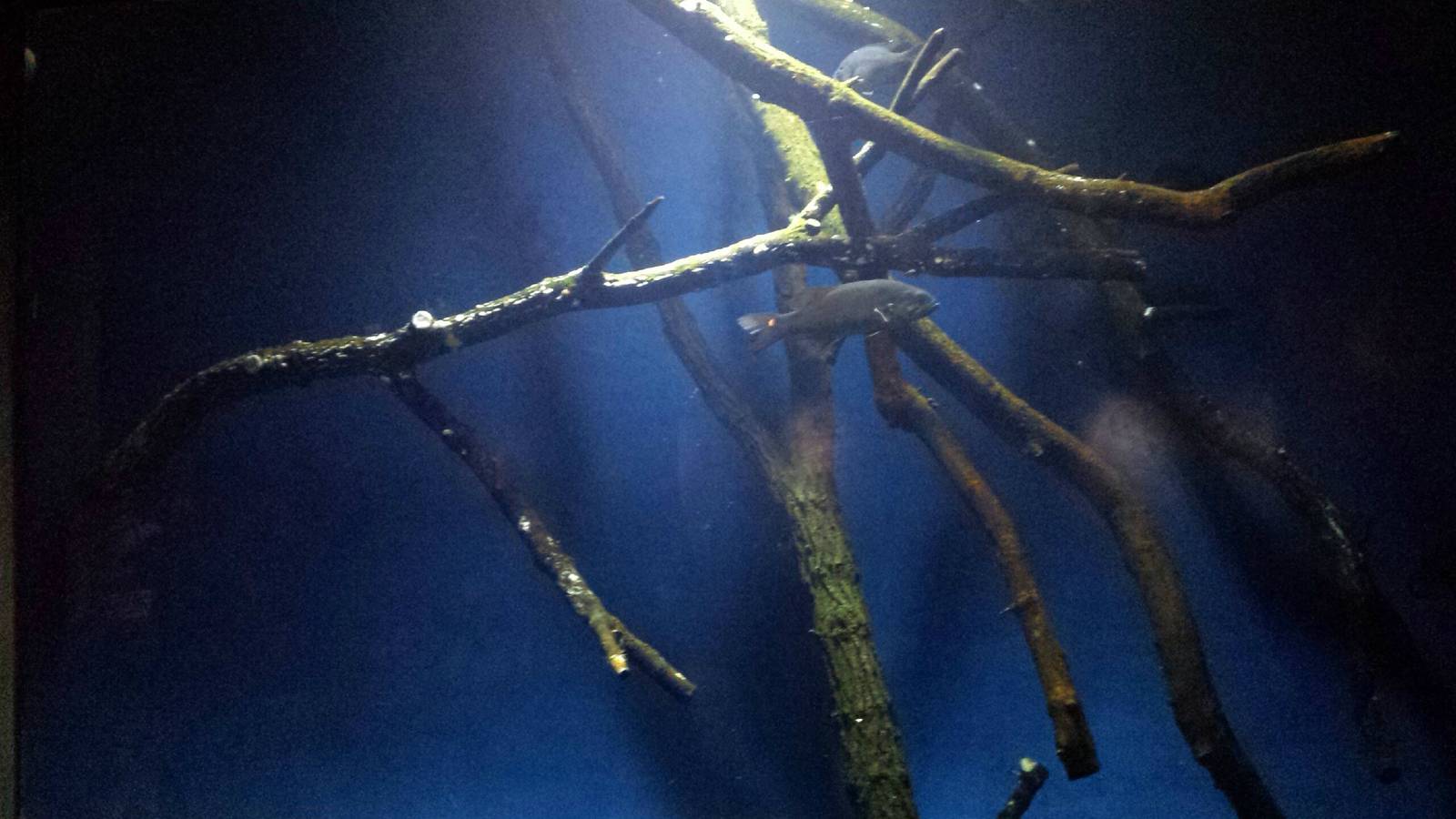 Living Coast - Bluegill + Largemouth Bass + Smallmouth Bass Tank