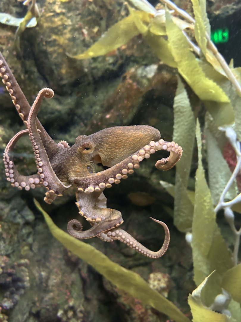 Living Coast-California Two-spot Octopus