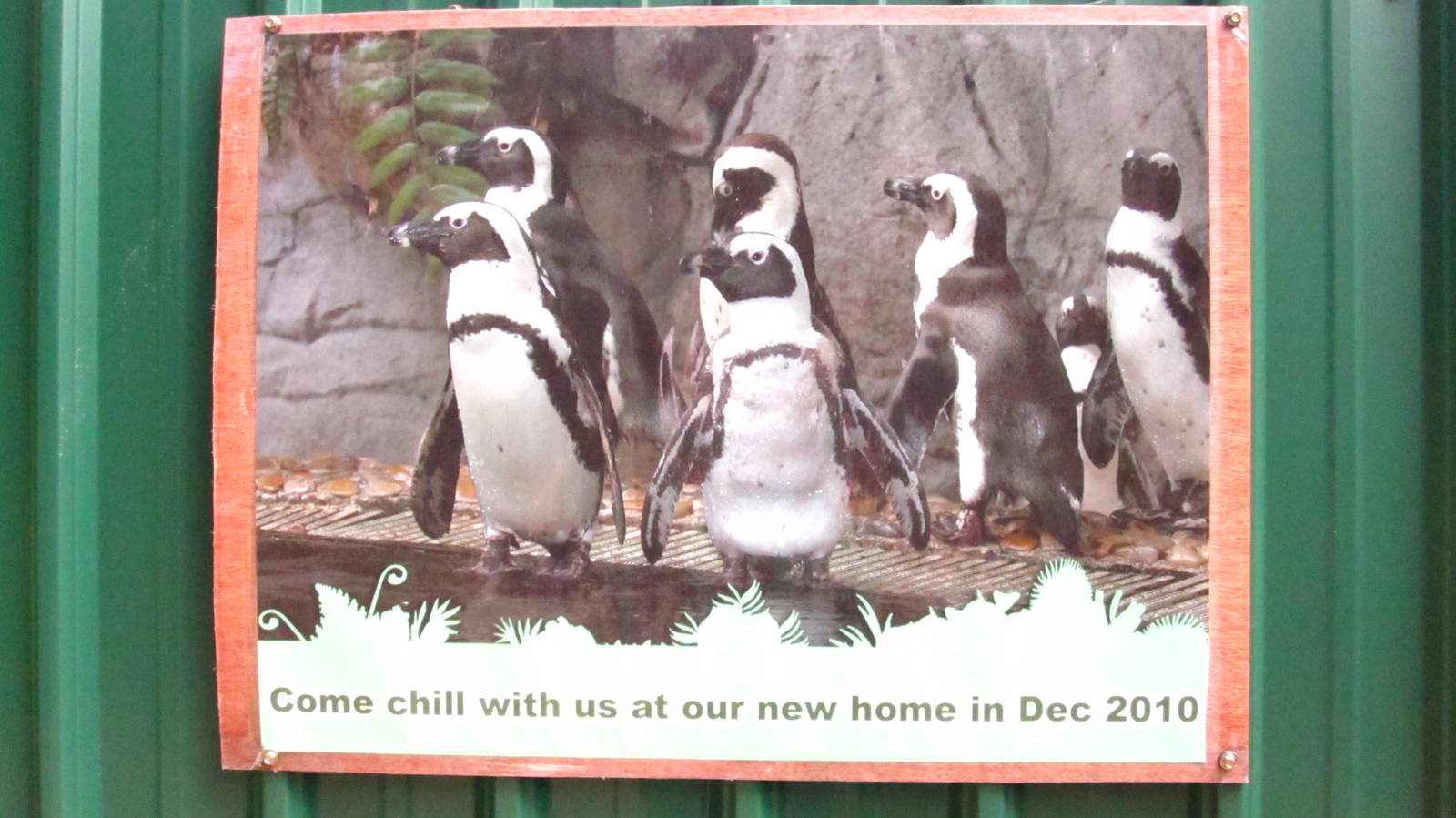 Living Coast exhibit (Opening Dec 2010)