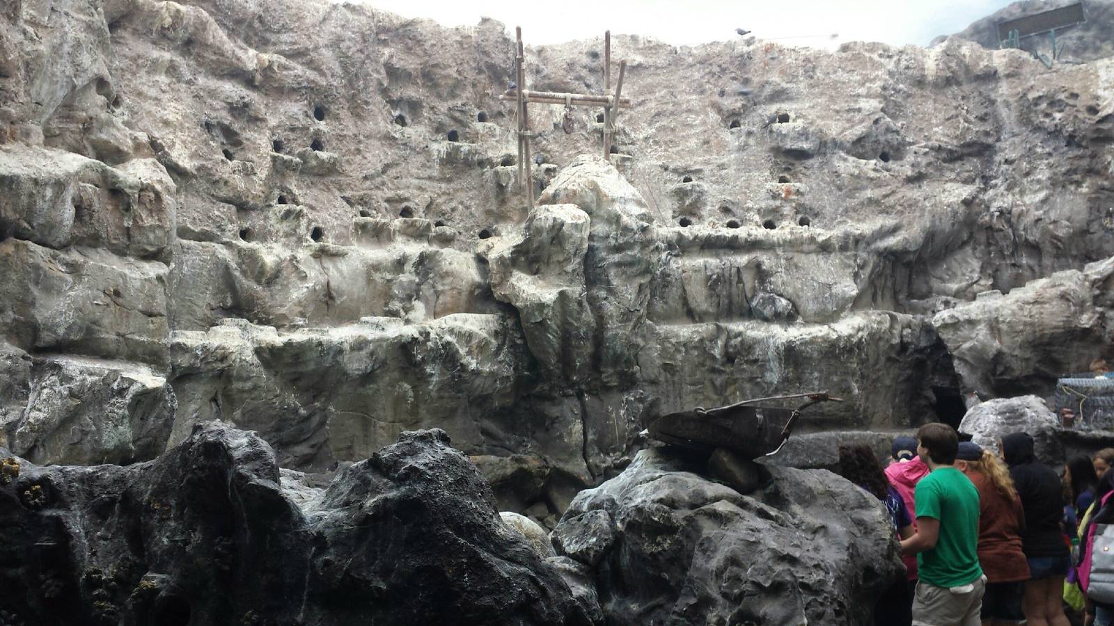 Living Coast - Grey Gull + Incan Tern + Humboldt's Penguin Exhibit