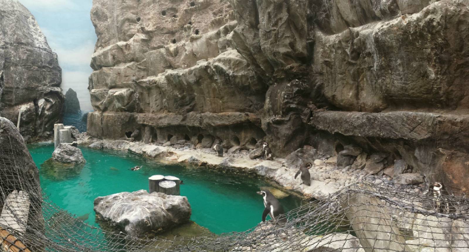 Living Coast - Grey Gull + Incan Tern + Humboldt's Penguin Exhibit