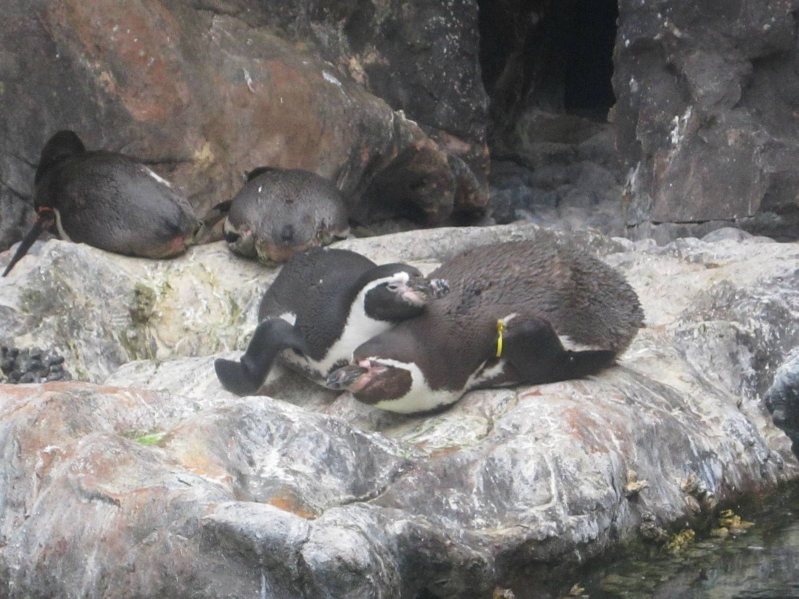 Living Coast - Humboldt Penguins