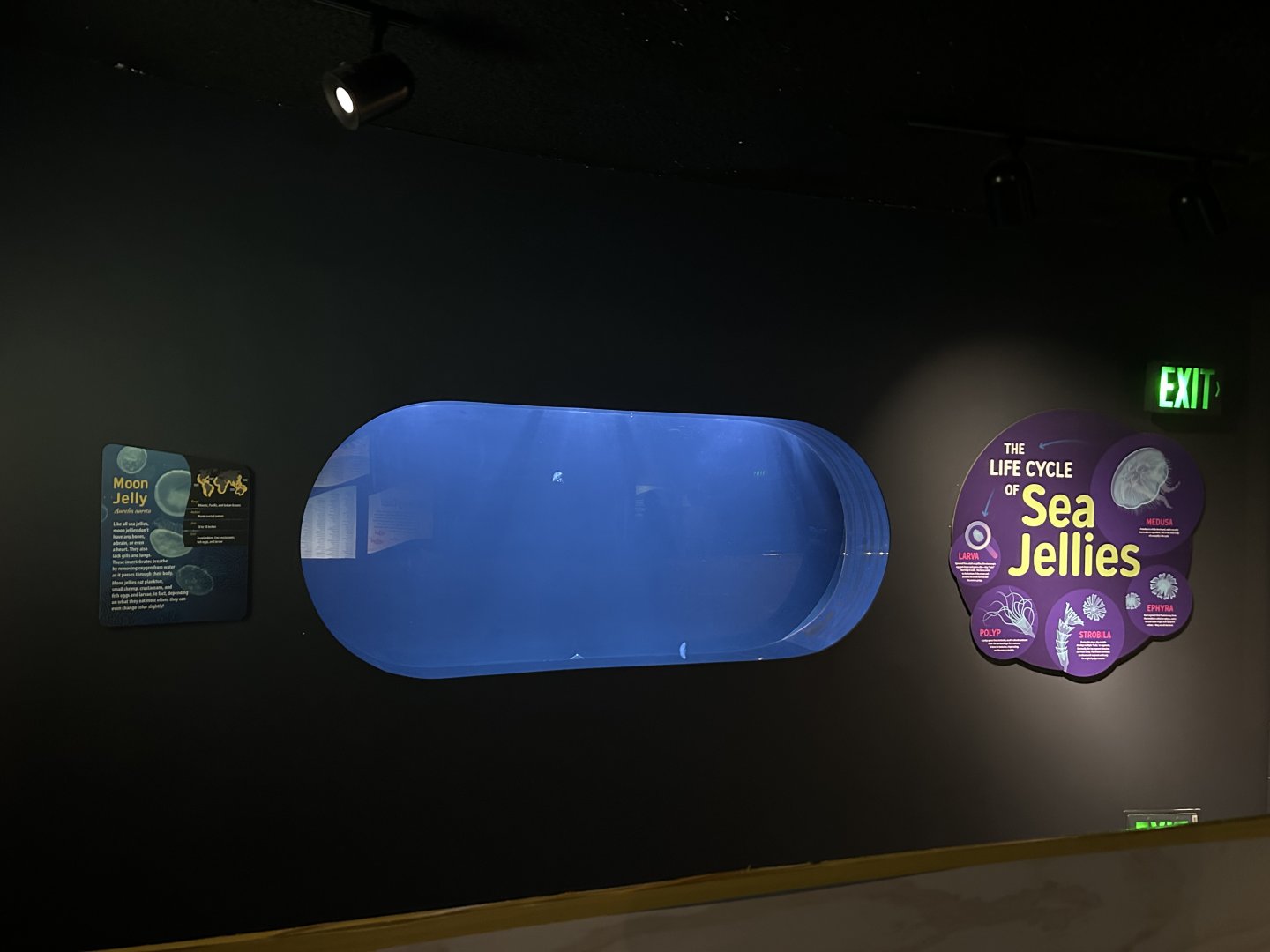 Living Coast- new Moon Jelly exhibit