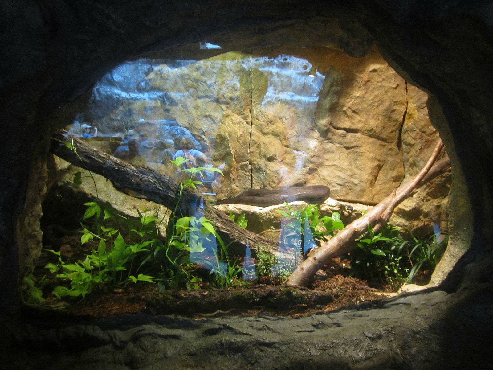 Living Coast - Puerto Rican Boa Exhibit