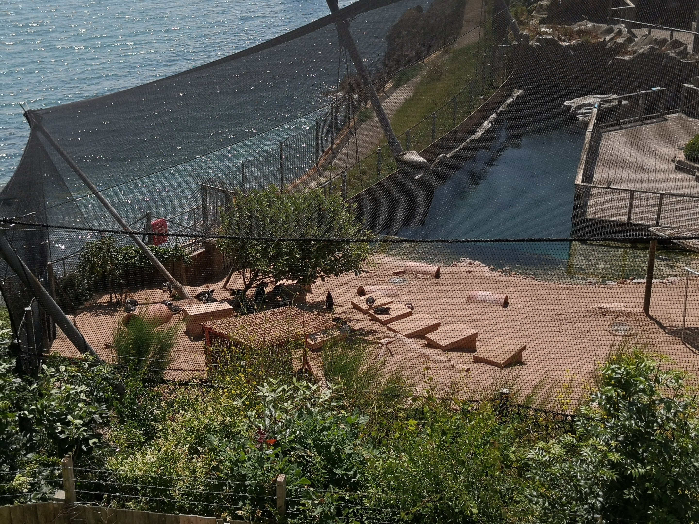 Living Coasts Penguin Beach - Day of closure 15/06/2020