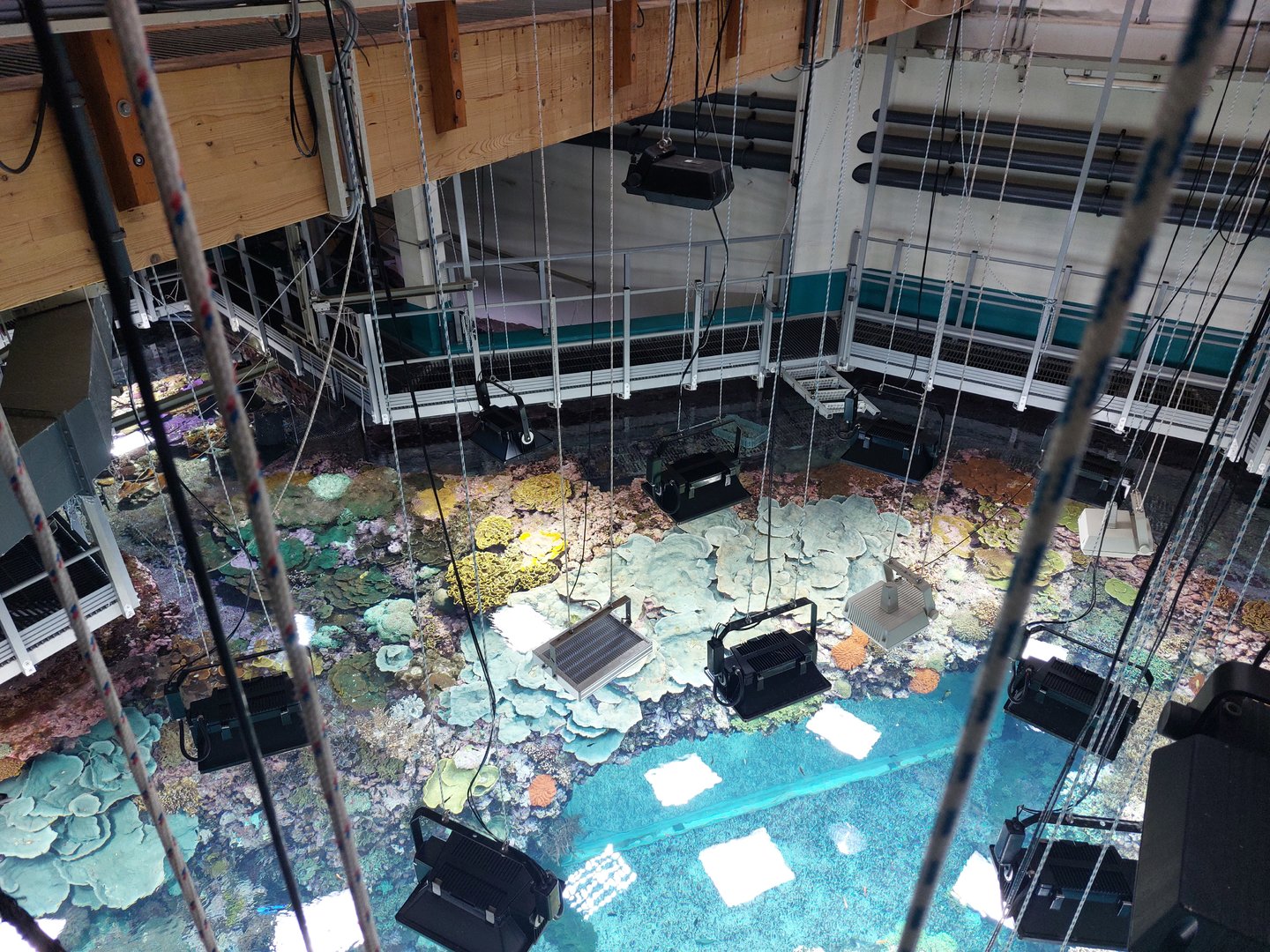 Living coral reef from above