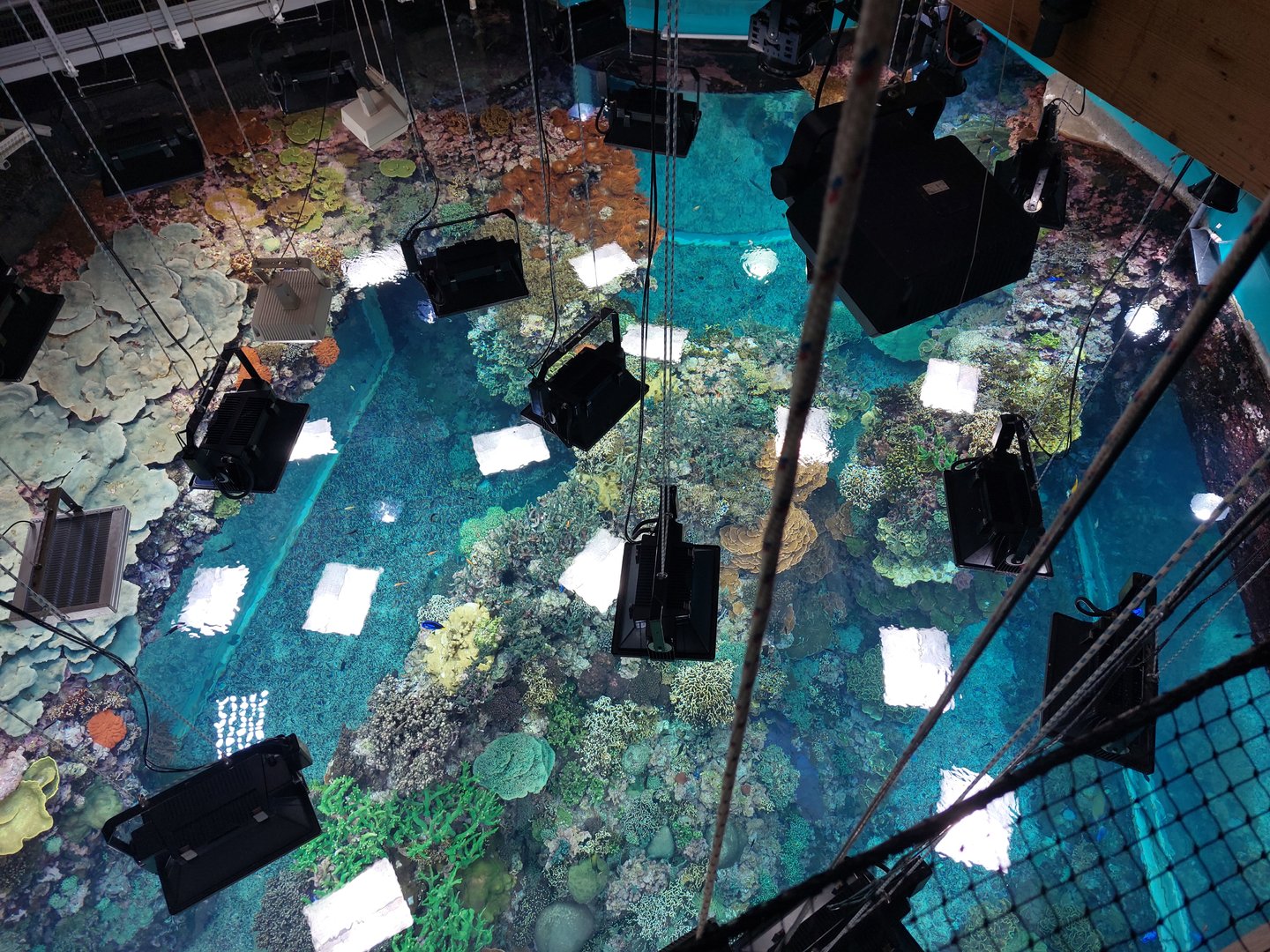 Living coral reef from above