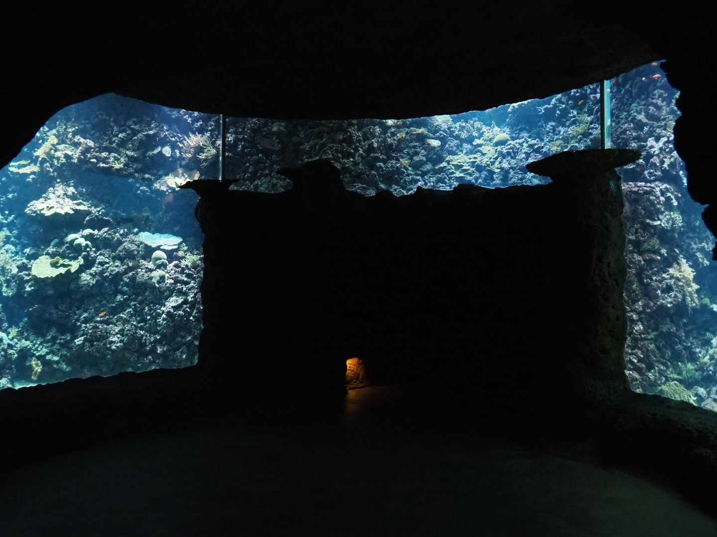 Living coral reef tank (Sep 16th, 2018)