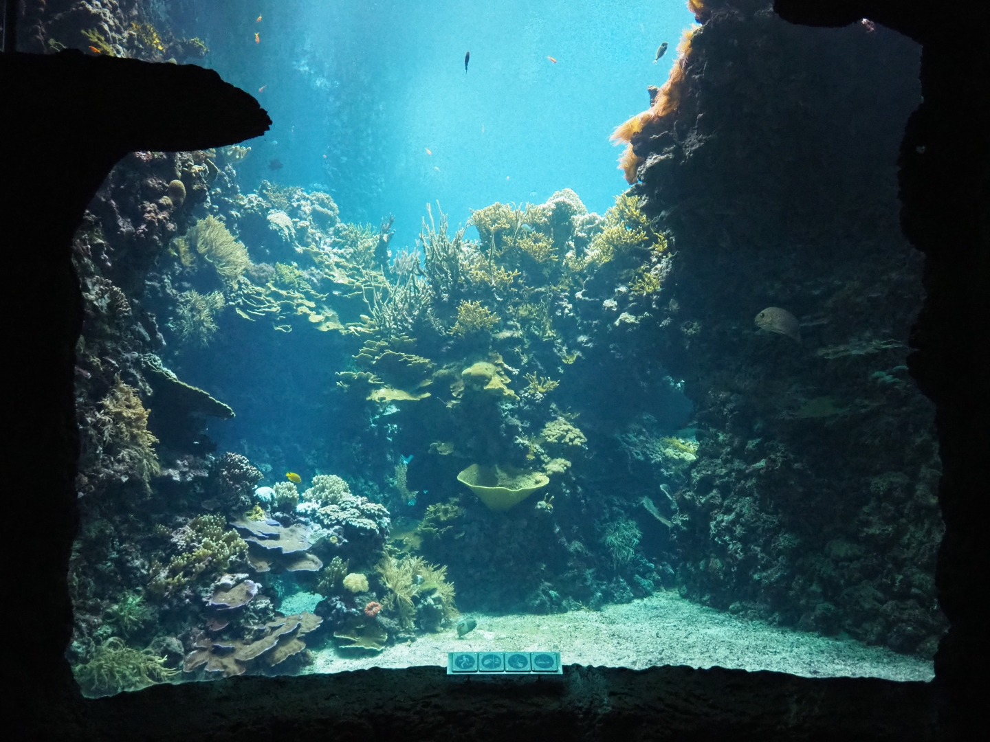 Living coral reef tank (Sep 16th, 2018)