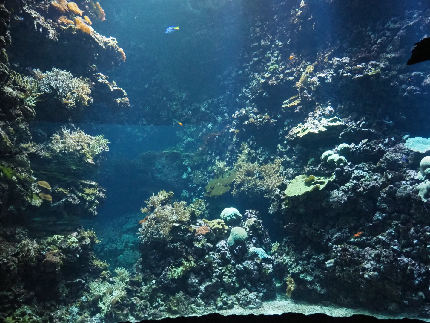 Living coral reef tank (Sep 16th, 2018)