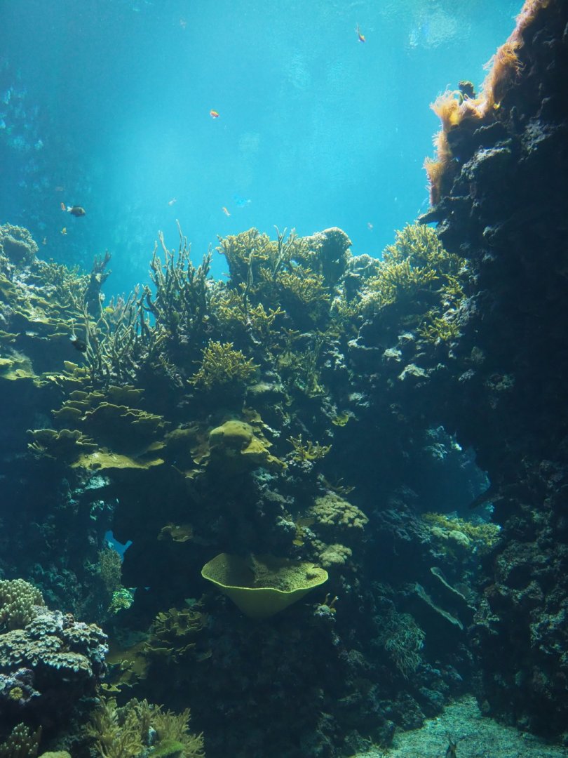 Living coral reef tank (Sep 16th, 2018)