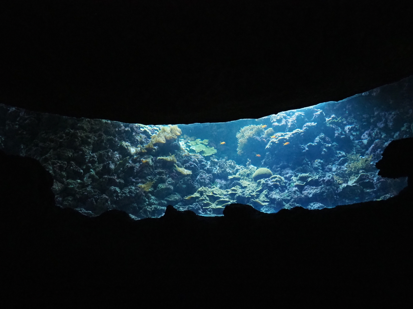 Living coral reef tank (Sep 16th, 2018)