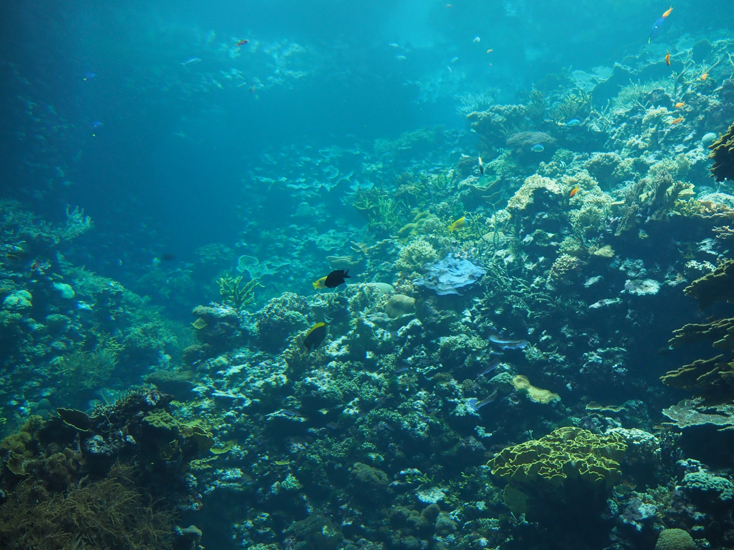 Living coral reef tank (Sep 16th, 2018)