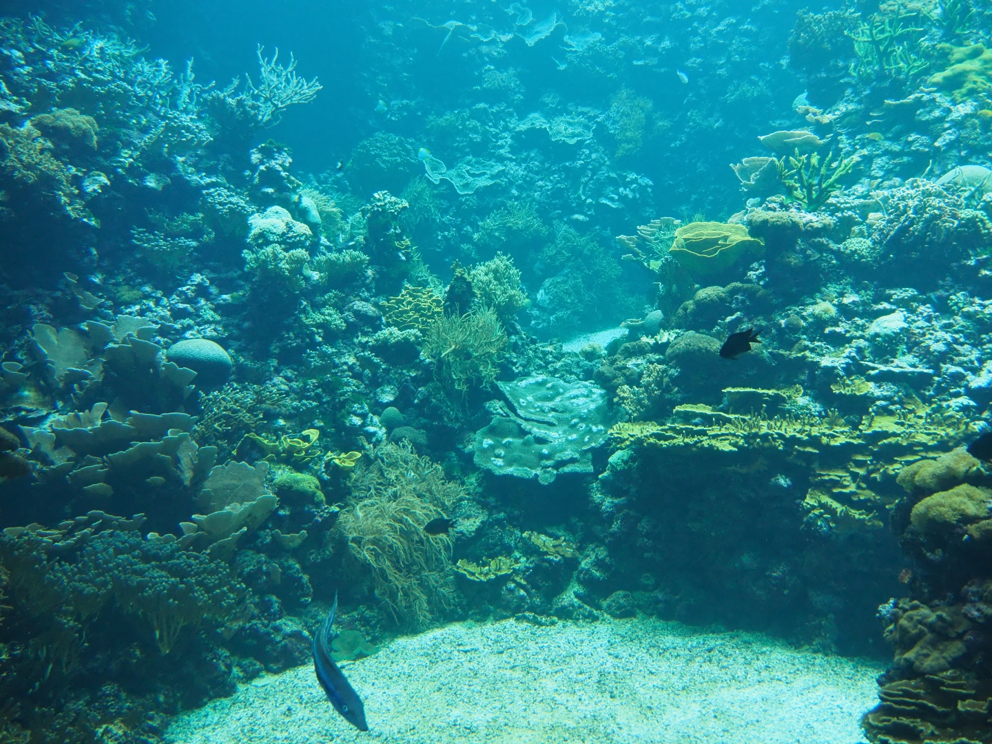 Living coral reef tank (Sep 16th, 2018)