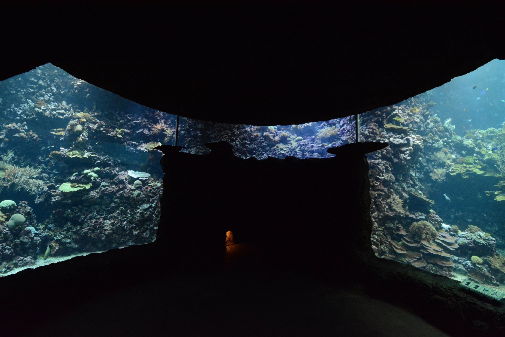 Living coral reef tank