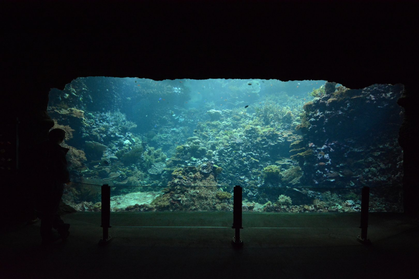 Living coral reef tank