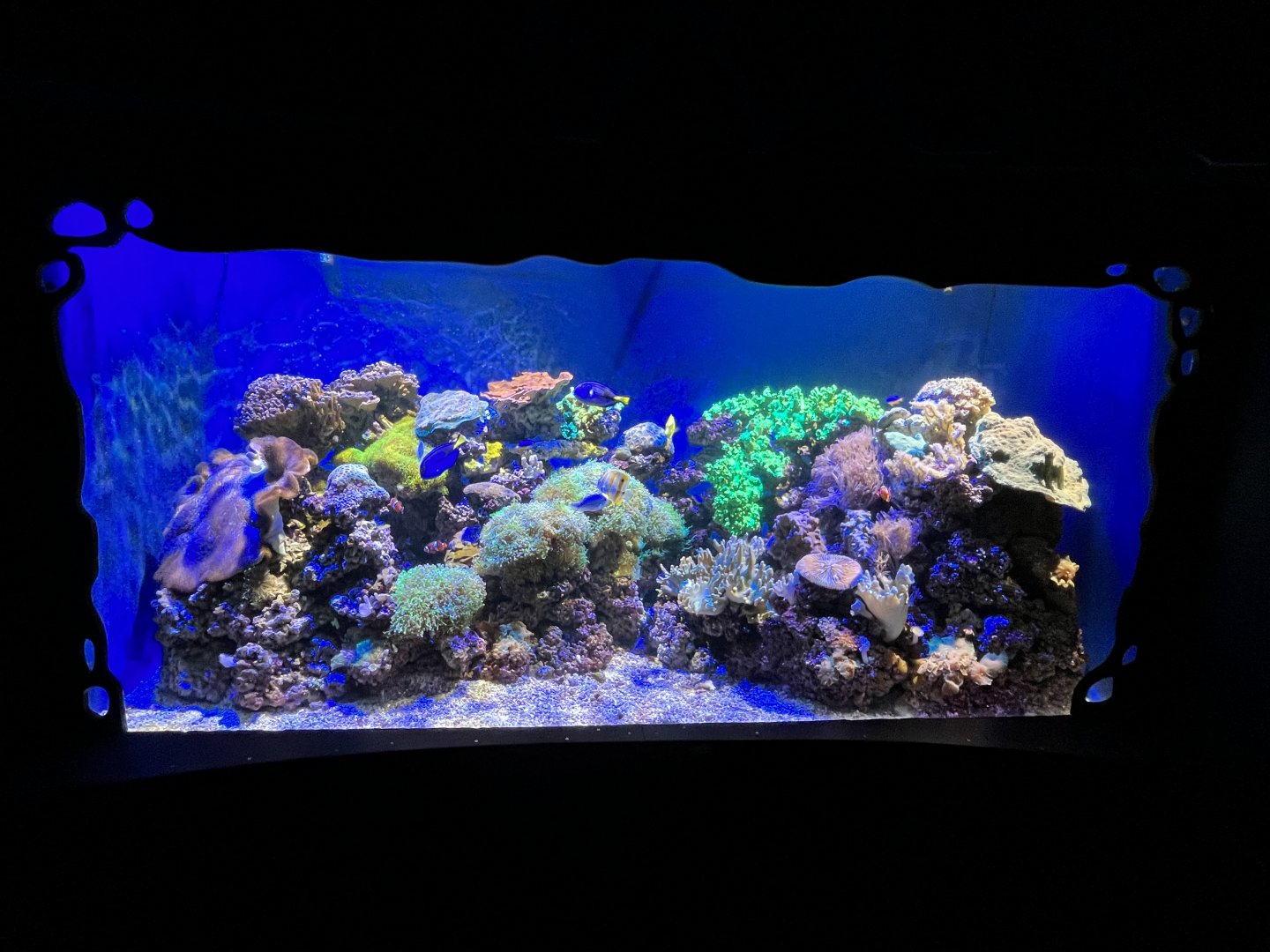 Living Corals Tank