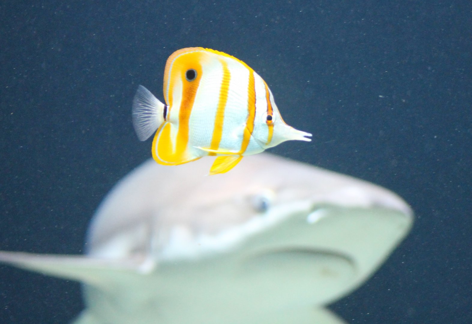 Living dangerous - Copperband butterflyfish