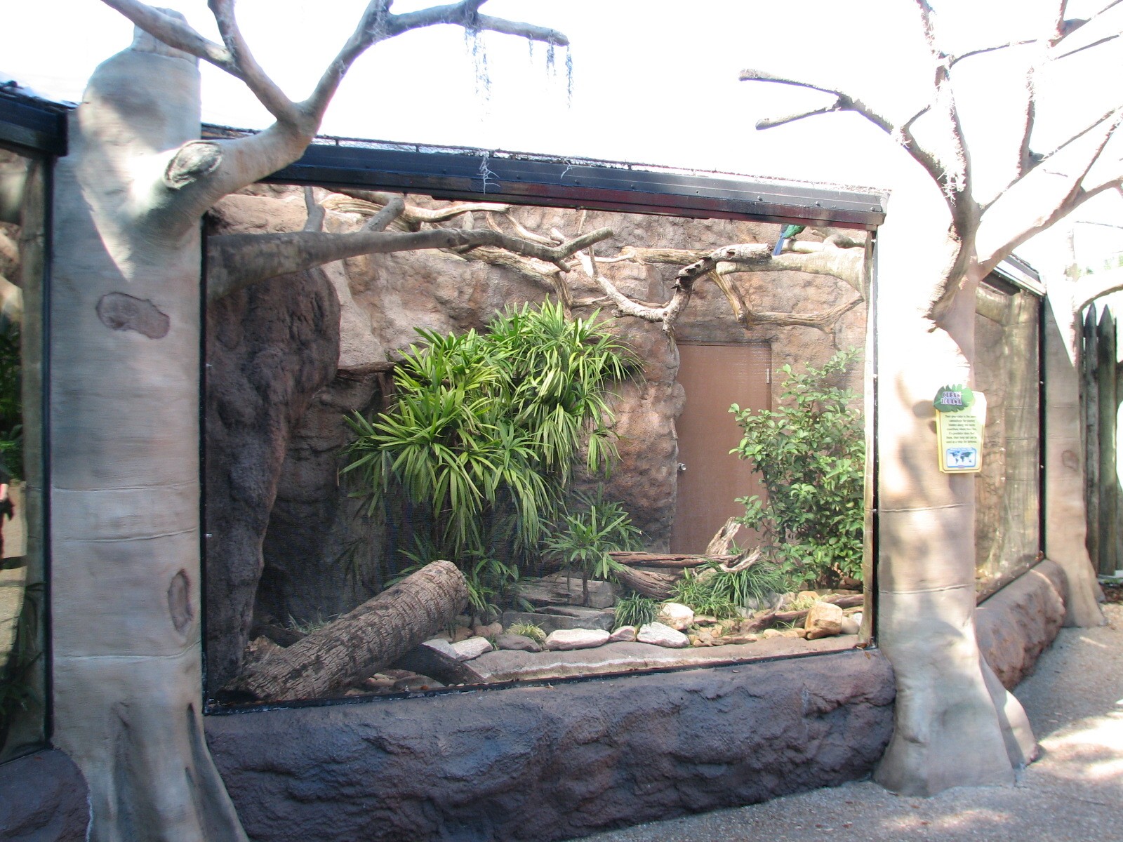 Living Dragons - Cuban Iguana Exhibit