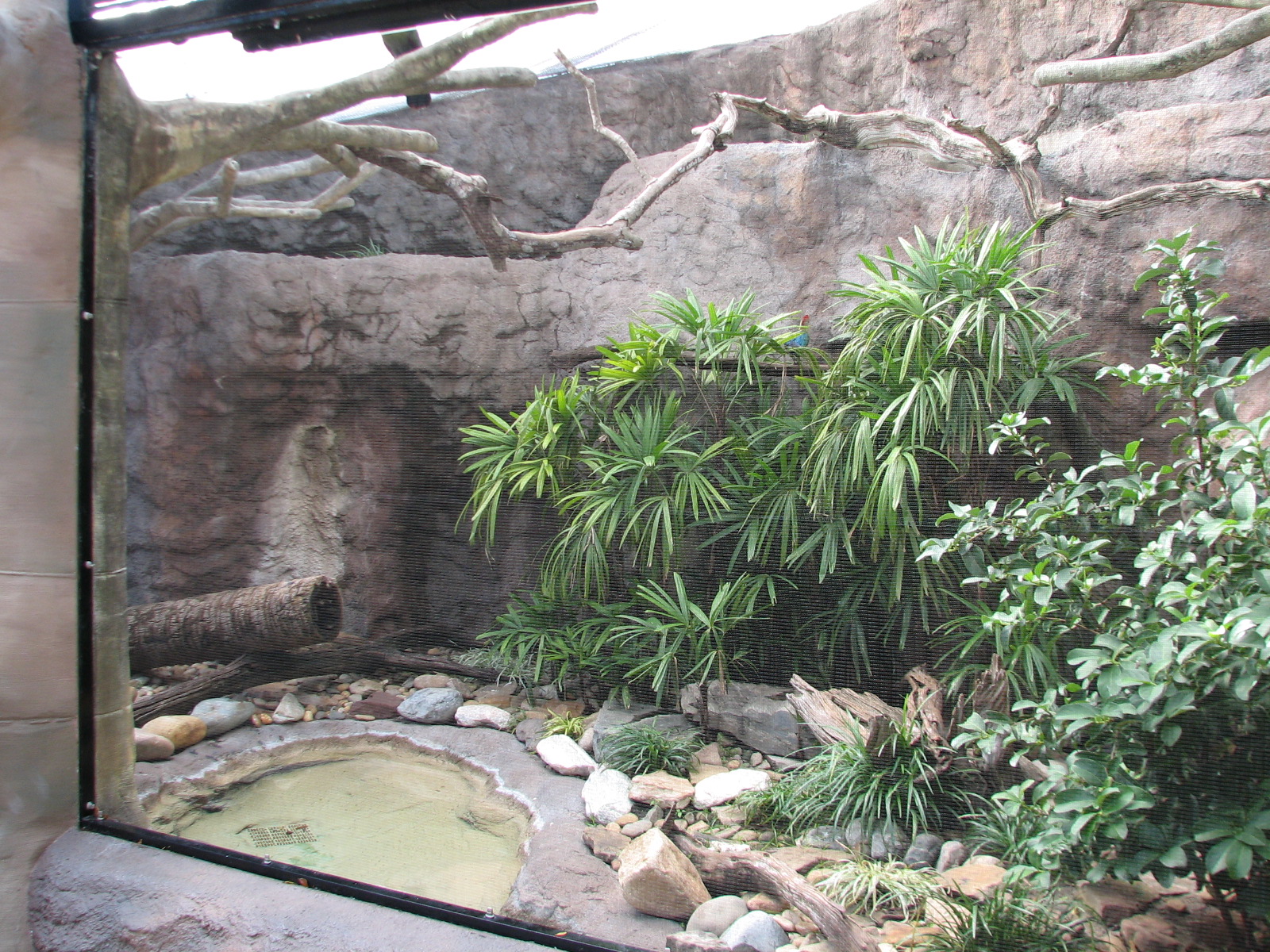 Living Dragons - Cuban Iguana Exhibit