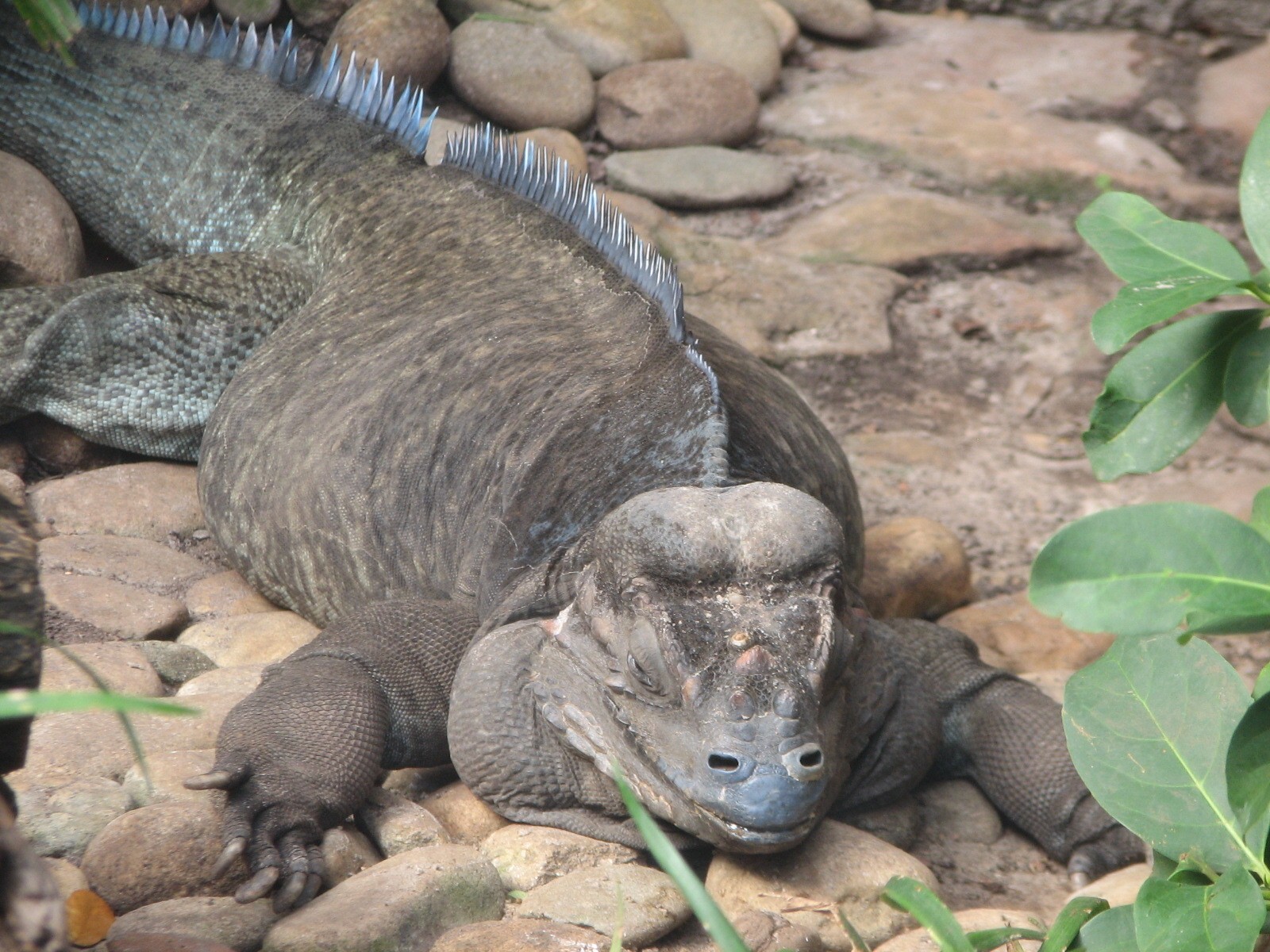 Living Dragons - Cuban Iguana Exhibit