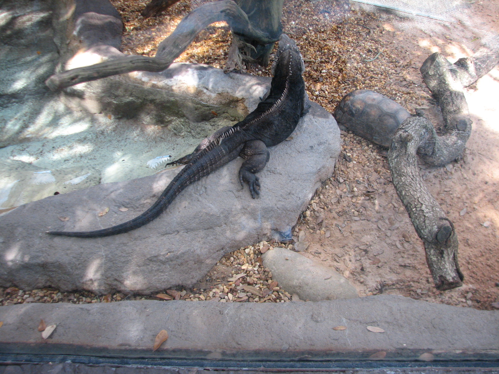 Living Dragons - Iguana and Tortoise Exhibit