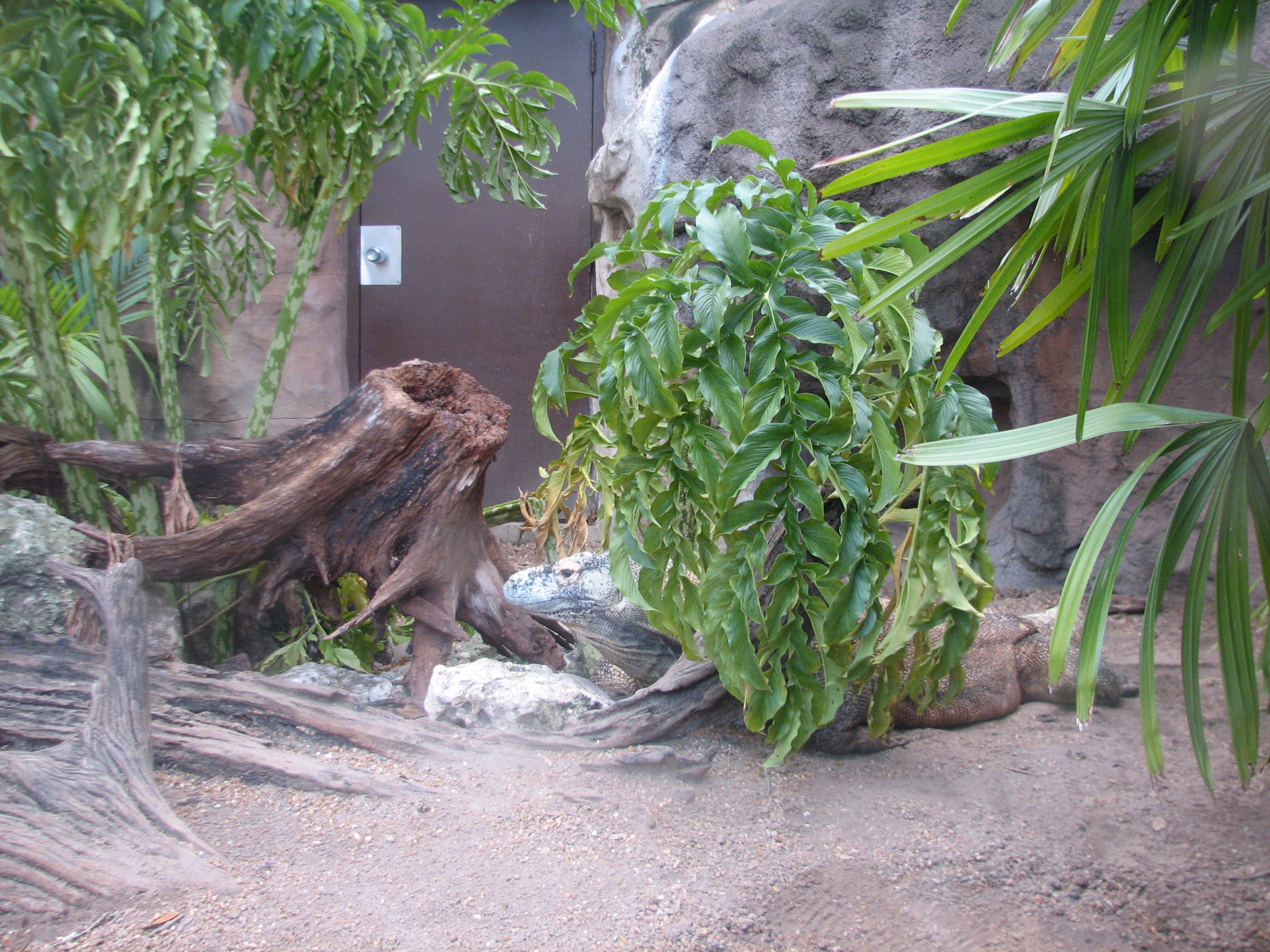 Living Dragons - Komodo Dragon Exhibit