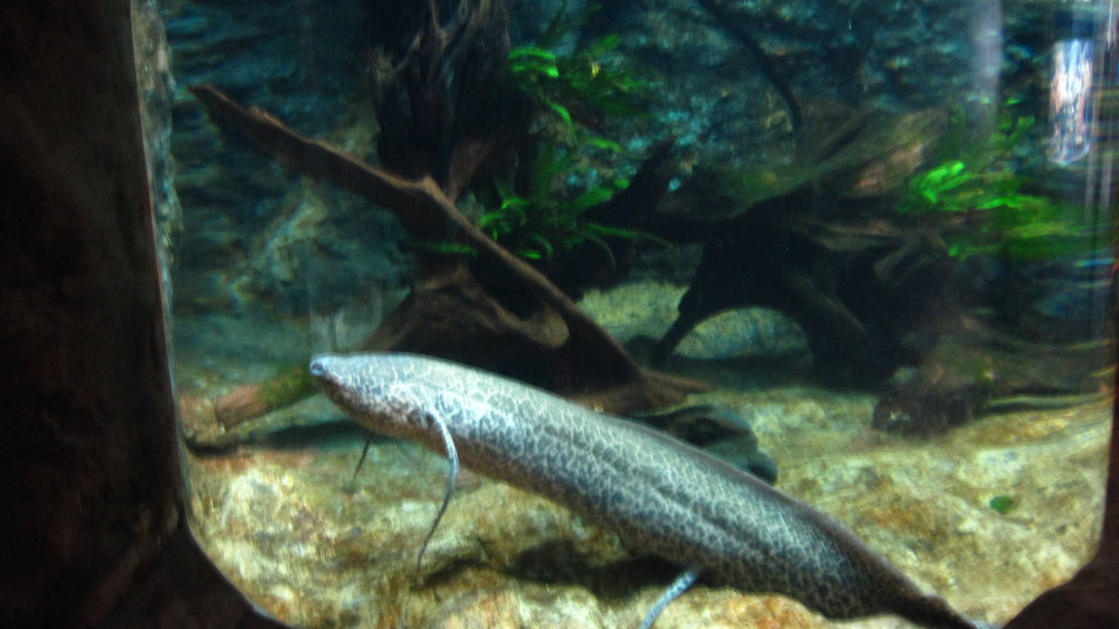 Living Fossils - African Lungfish