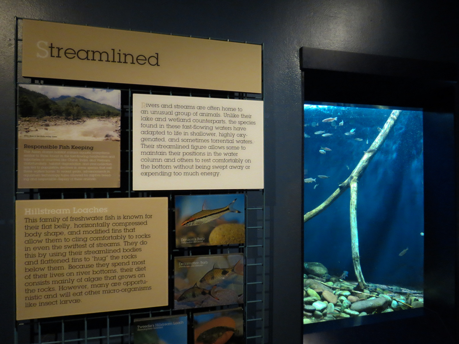Living In Water - Borneo Sucker Loach and Others Exhibit