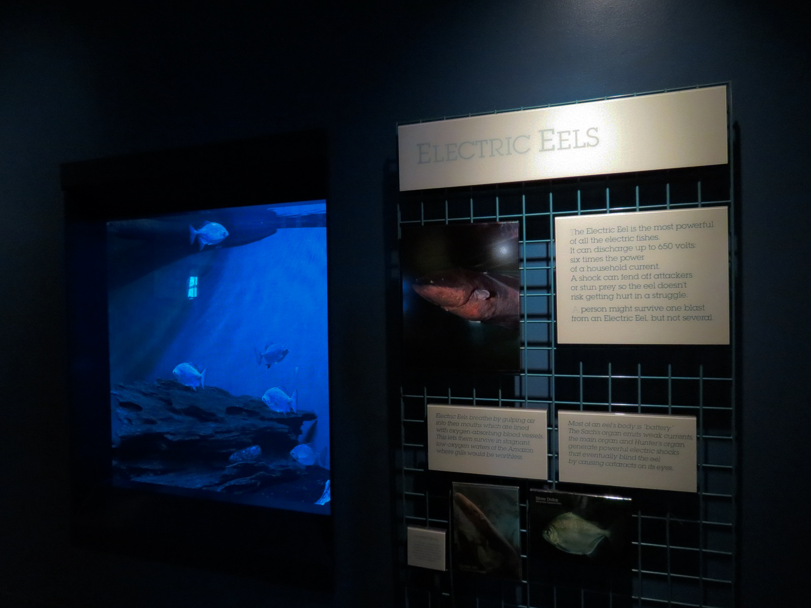 Living In Water - Electric Eel and Silver Dollar Exhibit