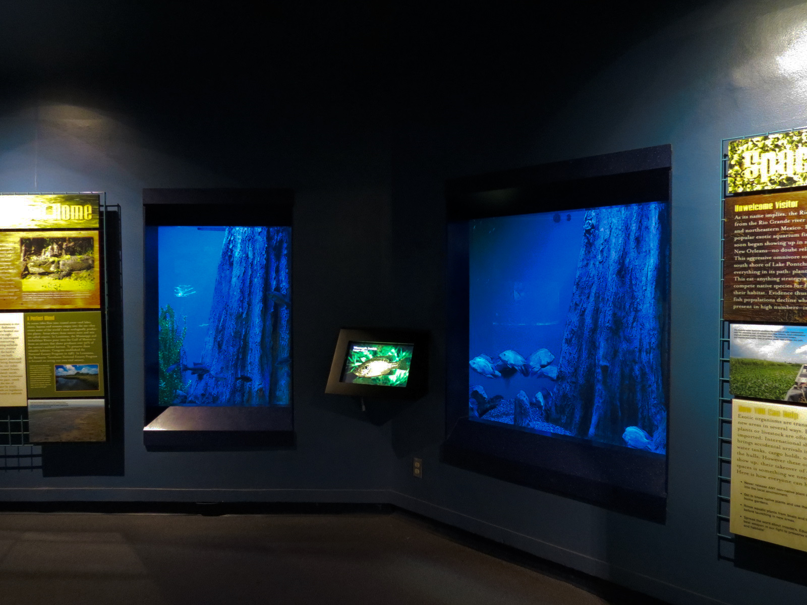 Living In Water - 'Home Sweet Home' and Texas Cichlid Exhibits