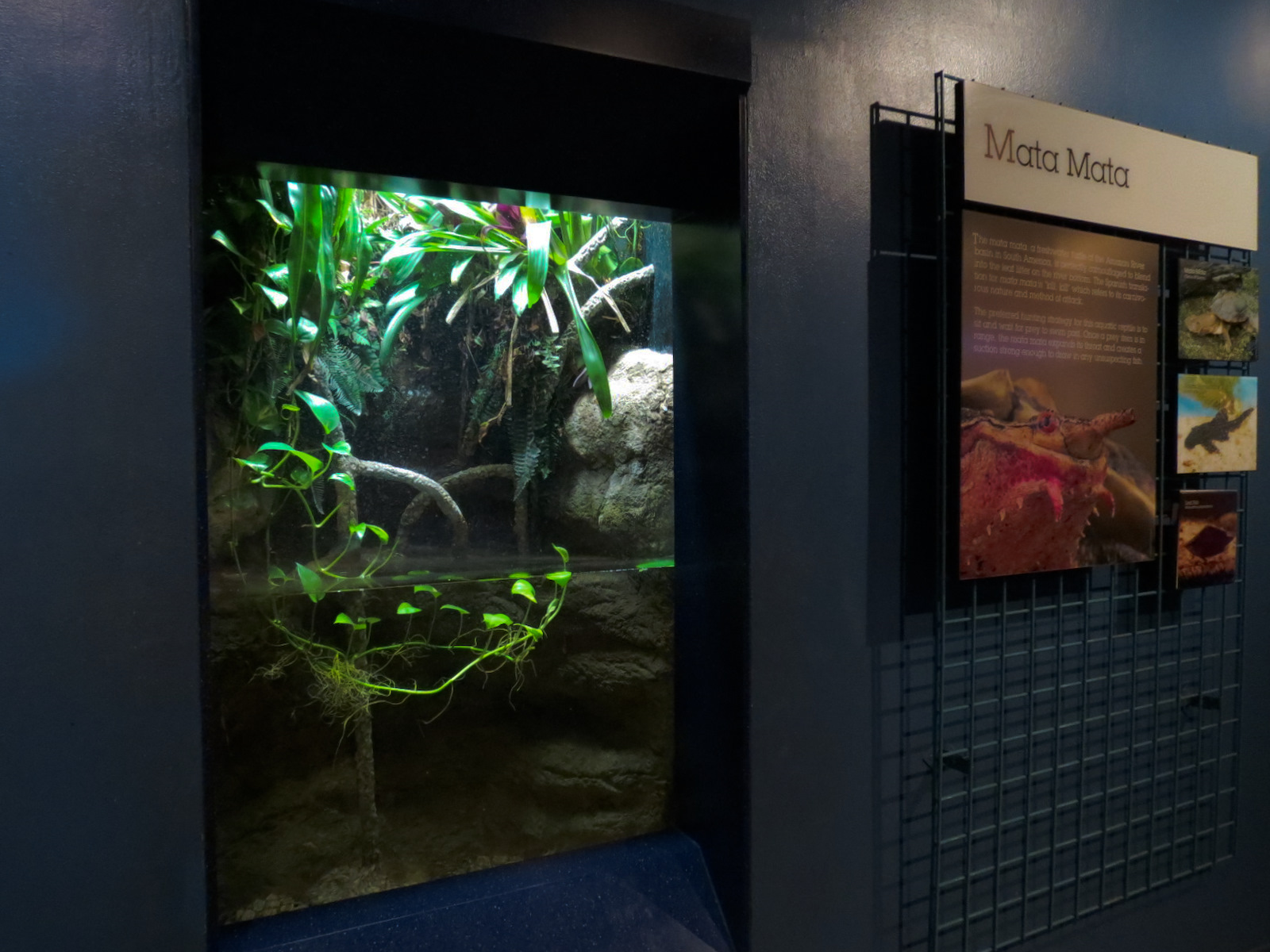 Living In Water - Mata Mata and Others Exhibit