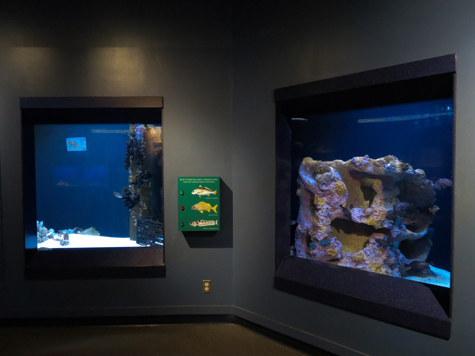 Living In Water - 'Noisemakers' and 'Squirrel Reef' Exhibits