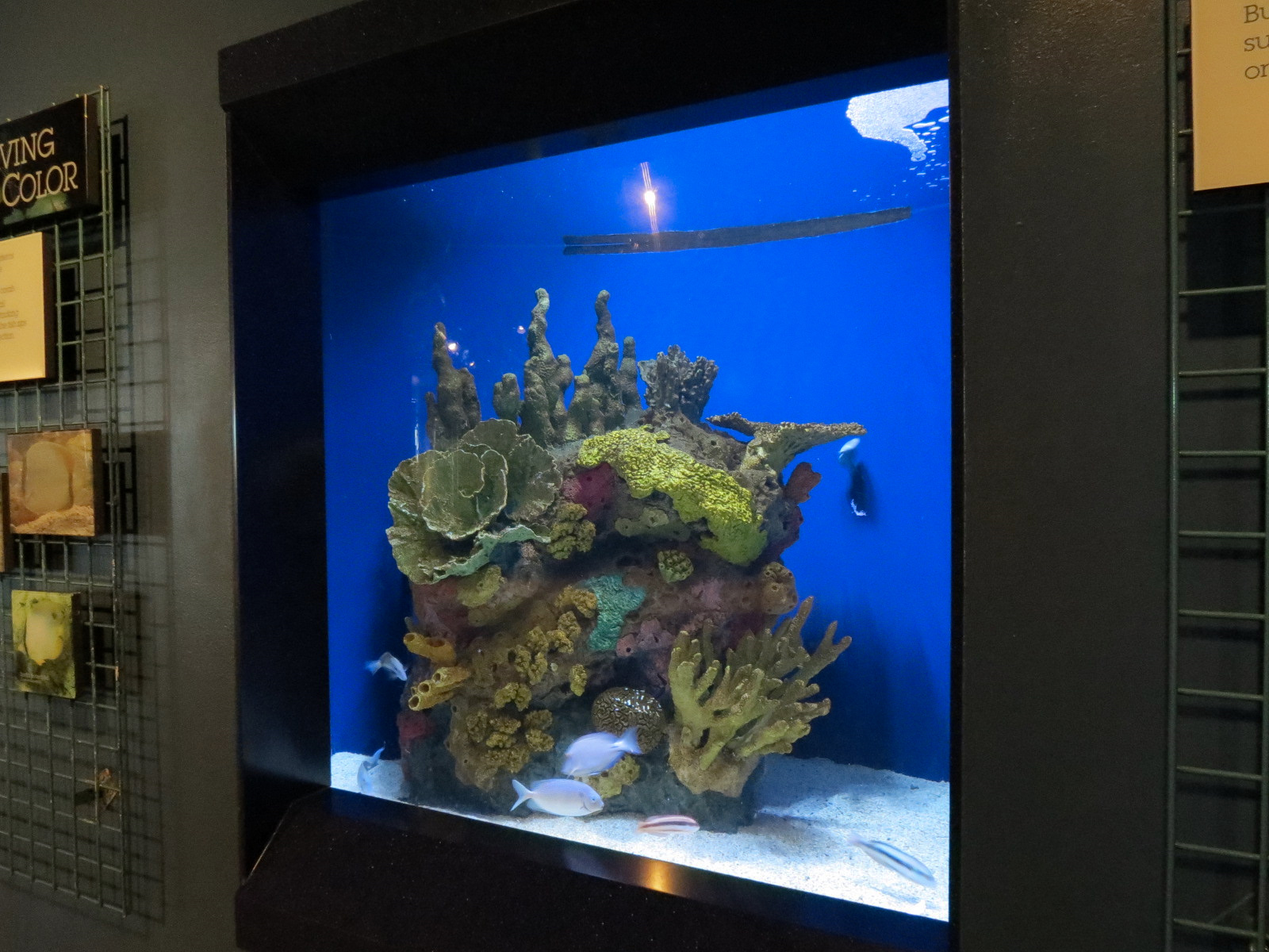 Living In Water - Slippery Dick Wrasse and Others Exhibit