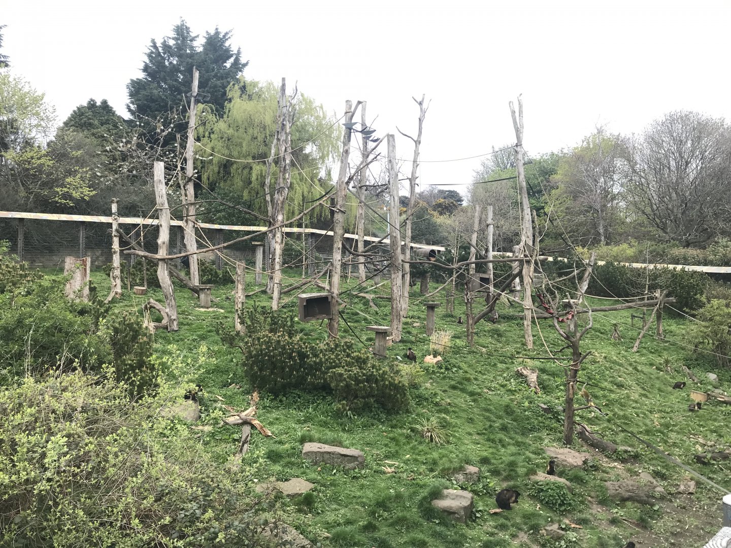 Living links east- Brown capuchin and squirrel monkey enclosure