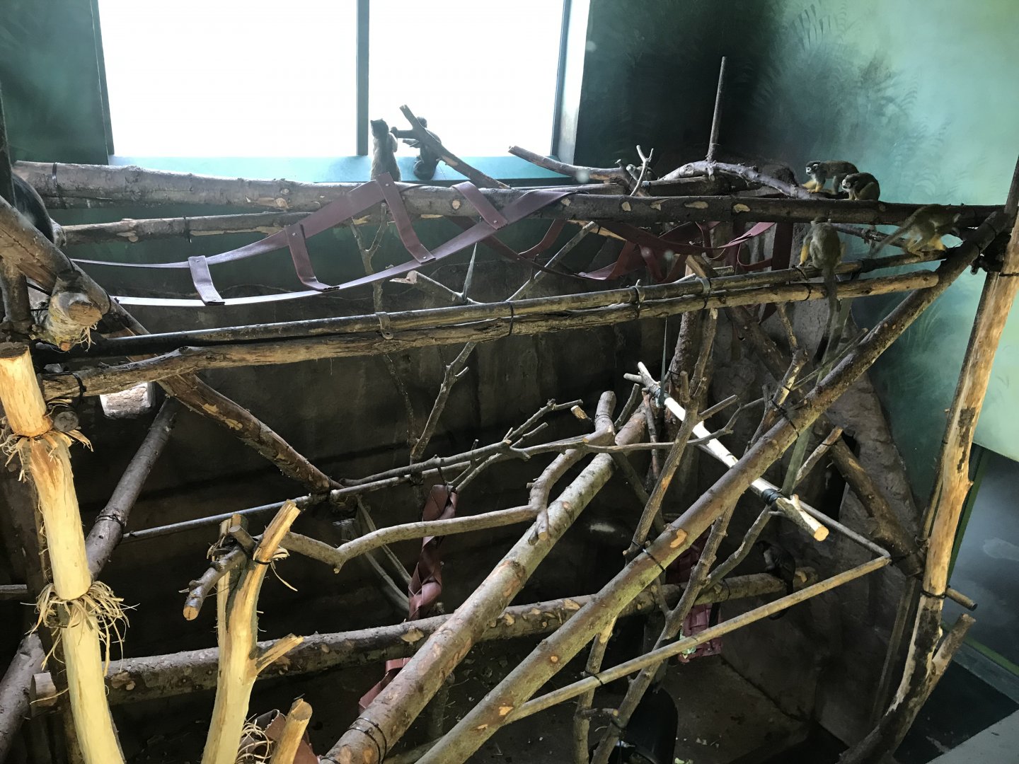 Living links east- Brown capuchin indoors