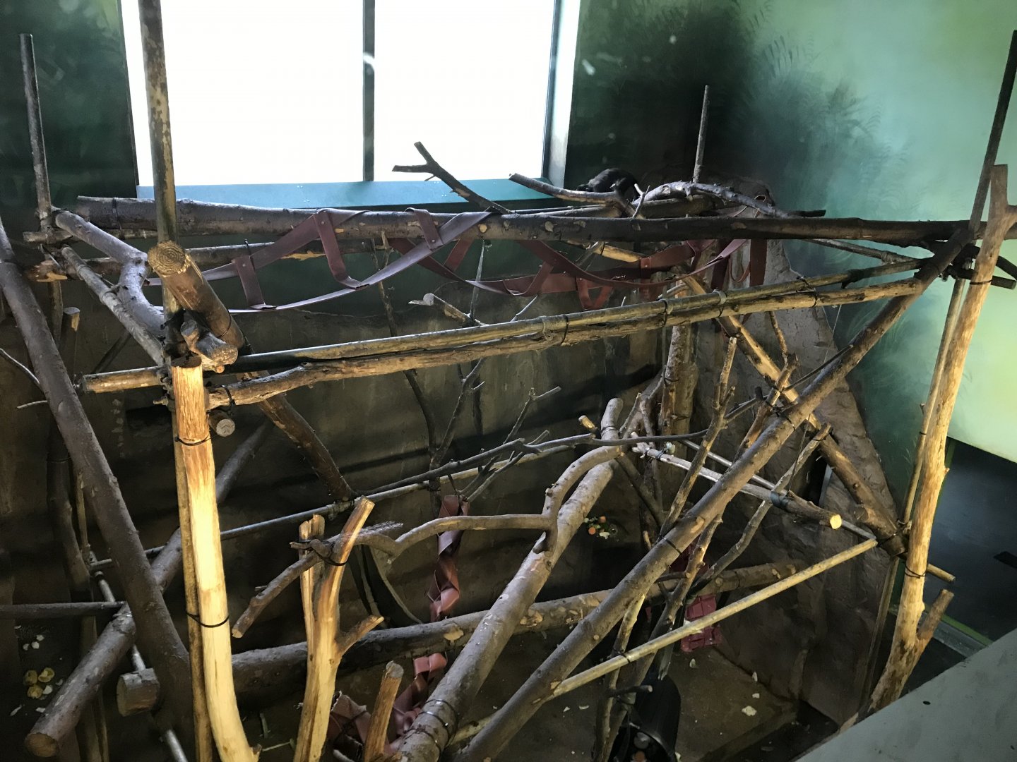 Living links east- Brown capuchin indoors