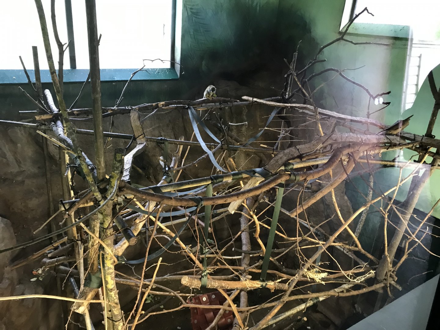 Living links east- Common squirrel monkey indoors