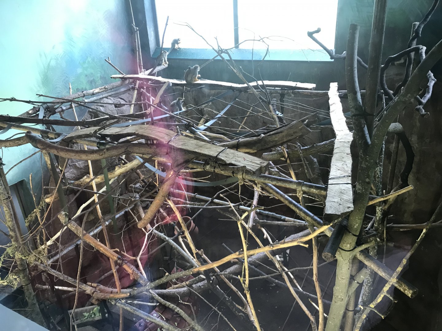 Living links east- Squirrel monkey indoors