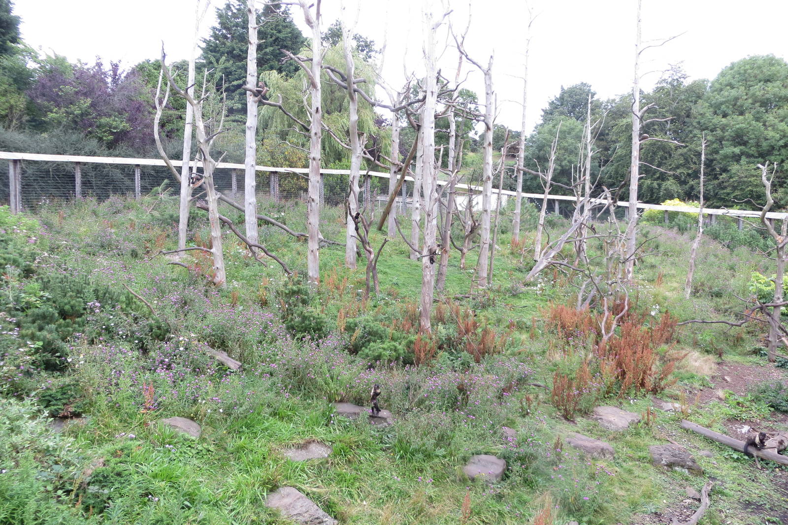 Living Links exhibit 240815