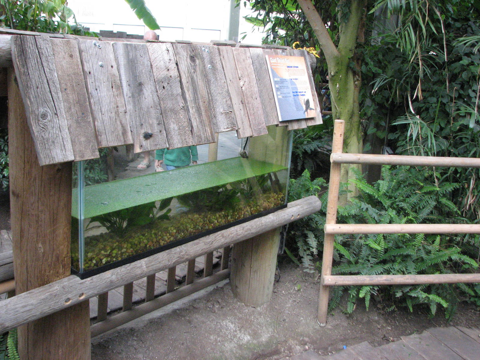 Living Links - Giant Water Bug Exhibit
