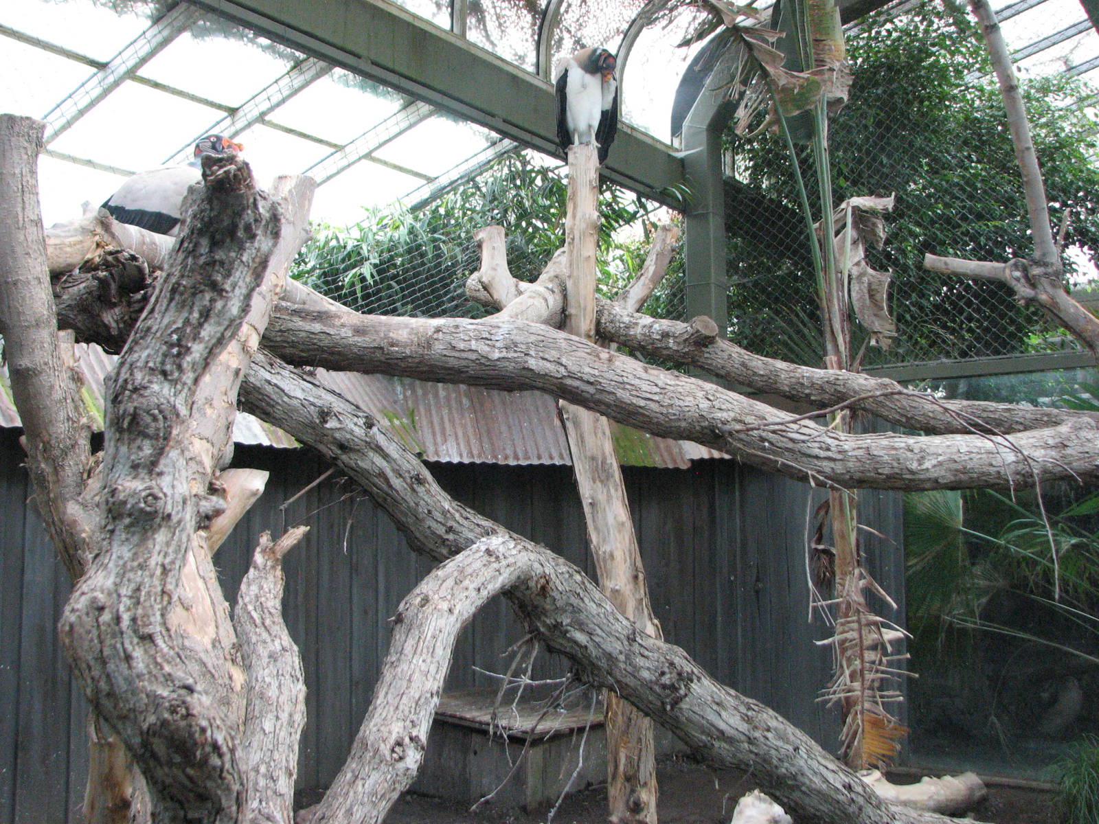 Living Links - King Vulture Exhibit