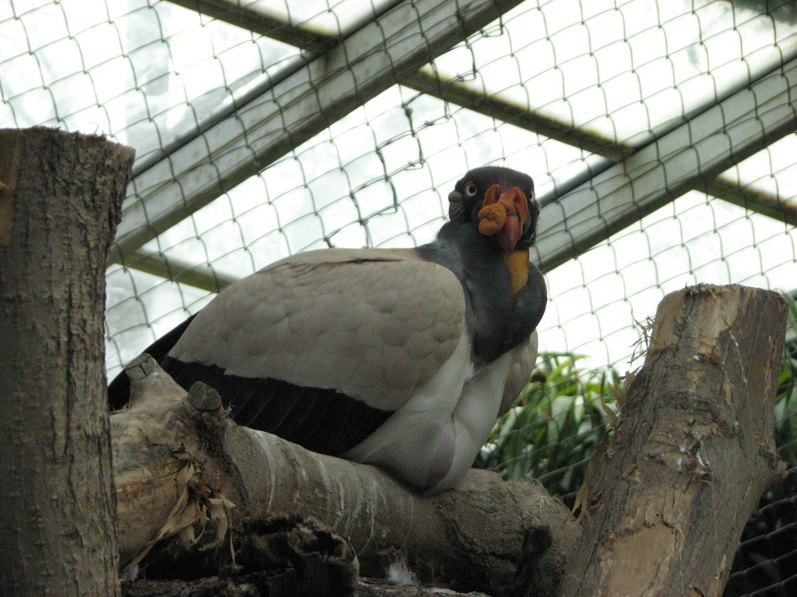 Living Links - King Vulture