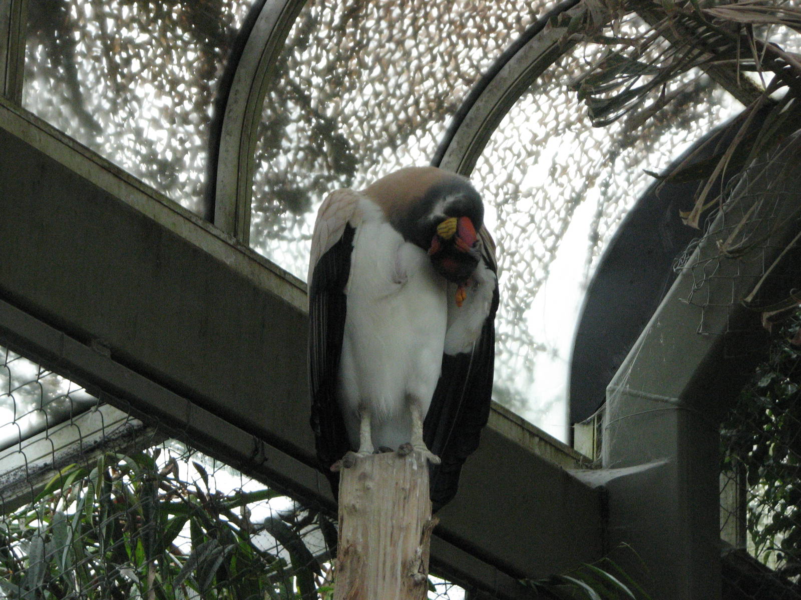Living Links - King Vulture